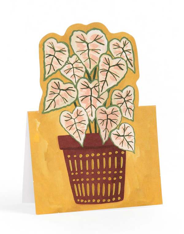 Potted Plants Pop-Up Greeting Card Box Set, 5 of 7