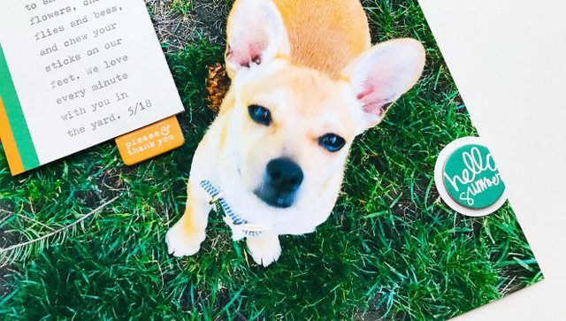Backyard Adventures, 2 of 2